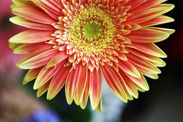 Imagem de flores bonitas — Fotografia de Stock