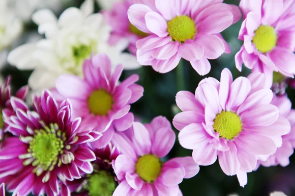 아름다운 꽃의 그림 — 스톡 사진