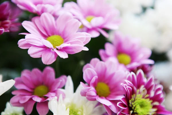 아름다운 꽃의 그림 — 스톡 사진