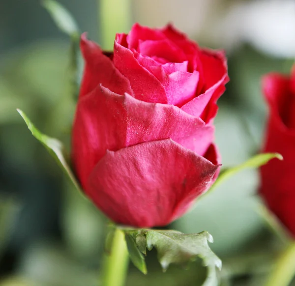 Imagem de flores bonitas — Fotografia de Stock