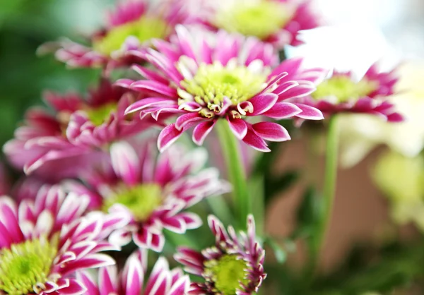 Foto de hermosas flores — Foto de Stock