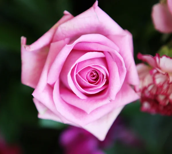Bild der schönen Blumen — Stockfoto