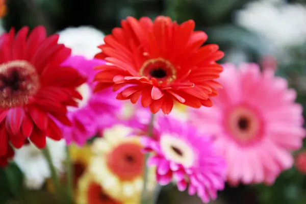 Foto van mooie bloemen — Stockfoto