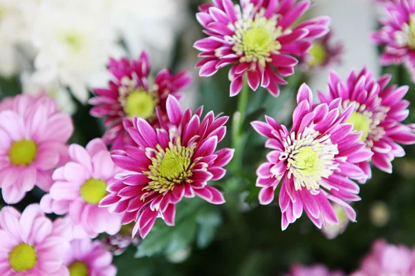 Imagem de flores bonitas — Fotografia de Stock