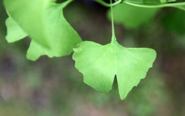 Ginkgo biloba