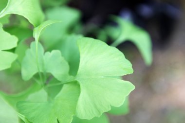 Ginkgo biloba