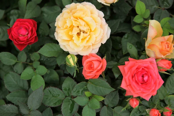 Rosas - Imagem colorida — Fotografia de Stock