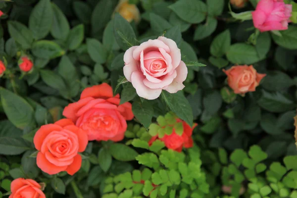 Rosas - Imagem colorida — Fotografia de Stock