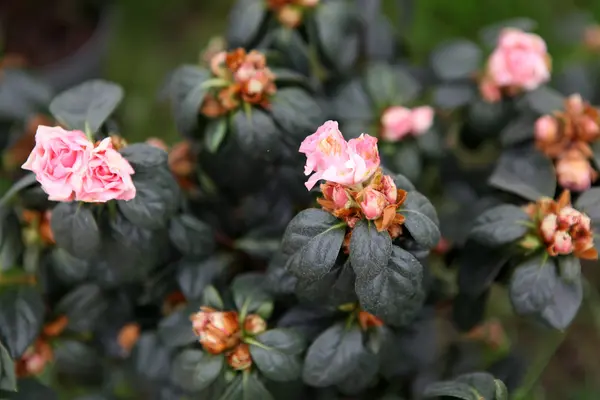 Roses - Color Image — Stock Photo, Image