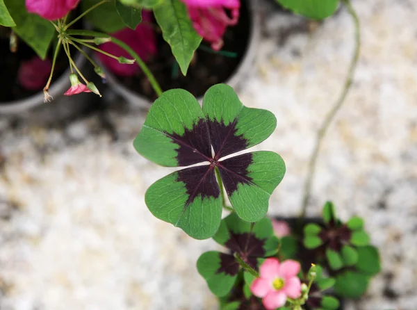 Imagen de trébol verde — Foto de Stock