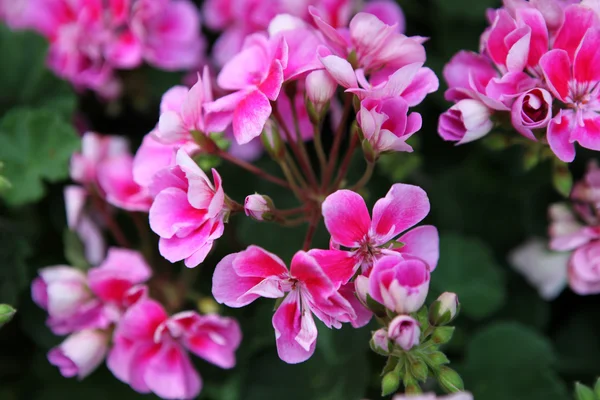 Flowers — Stock Photo, Image