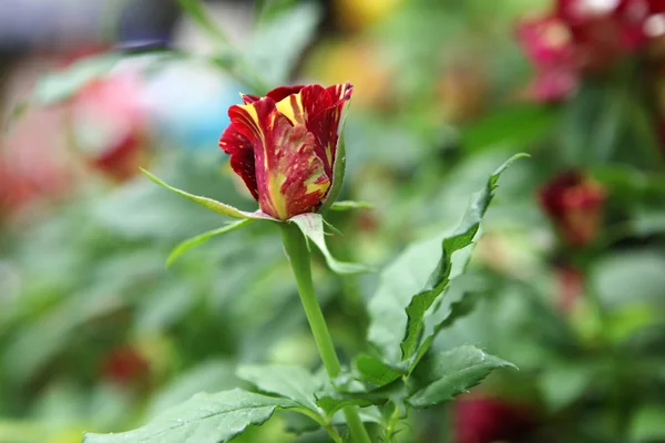 Rosas - Imagen en color — Foto de Stock