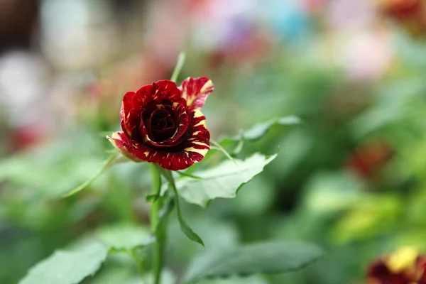 Rosas - Imagen en color — Foto de Stock