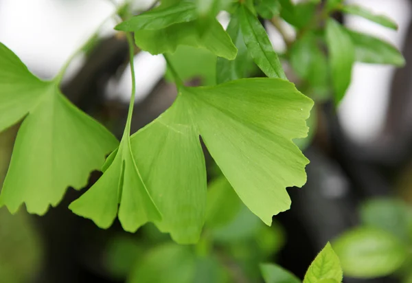 Ginkgo biloba — Stock fotografie