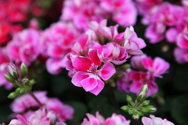 Flowers — Stock Photo, Image