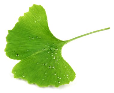 Ginkgo biloba