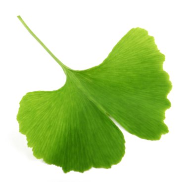 Ginkgo biloba