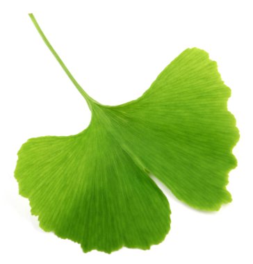 Ginkgo biloba