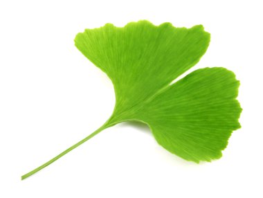 Ginkgo biloba