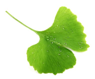 Ginkgo biloba