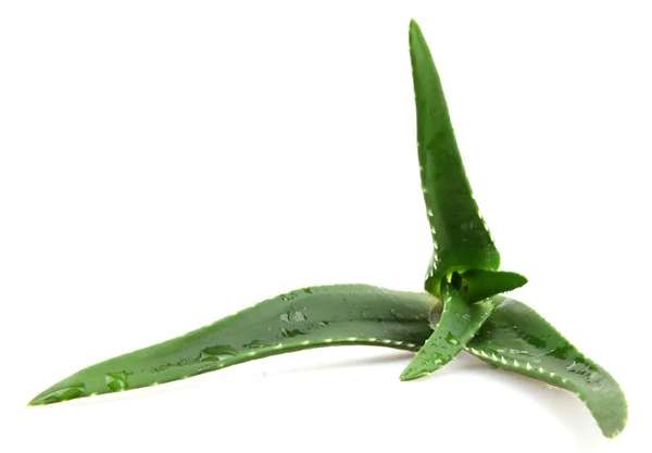 Aloe vera — Stok fotoğraf