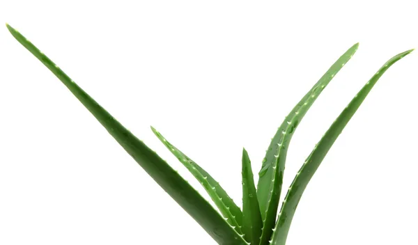 Aloe vera — kuvapankkivalokuva