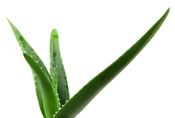 Aloe vera — Stock Fotó