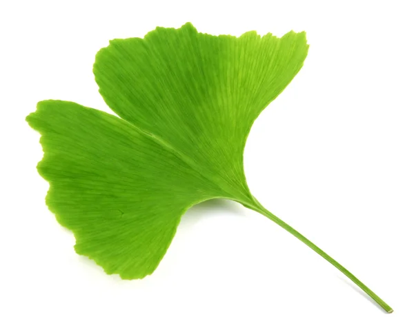 Ginkgo biloba — Zdjęcie stockowe