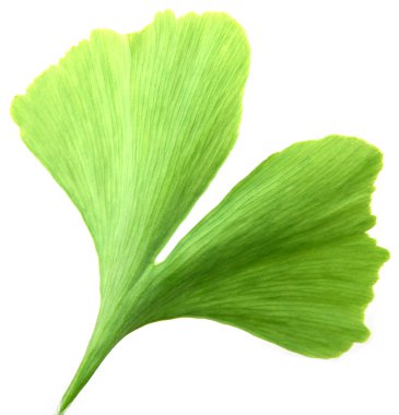 Beyaz arkaplanda Ginkgo biloba