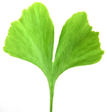 Beyaz arkaplanda Ginkgo biloba