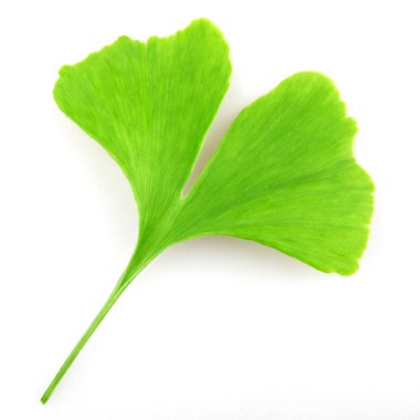 Beyaz arkaplanda Ginkgo biloba