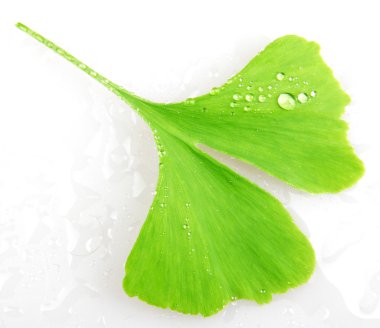 Beyaz arkaplanda Ginkgo biloba