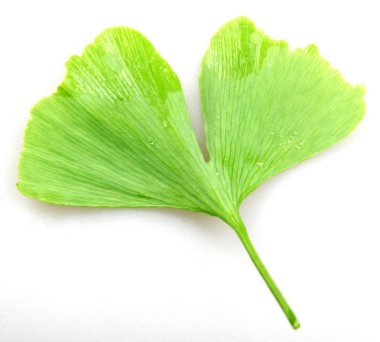 Beyaz arkaplanda Ginkgo biloba
