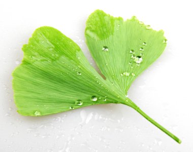 Beyaz arkaplanda Ginkgo biloba