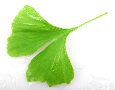 Beyaz arkaplanda Ginkgo biloba