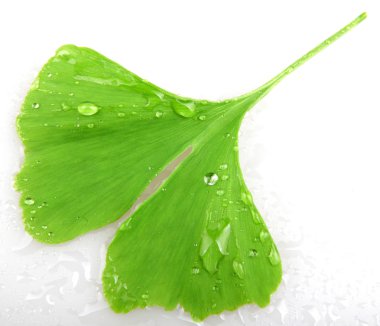 Beyaz arkaplanda Ginkgo biloba