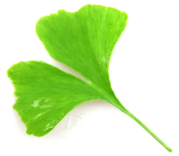 Ginkgo biloba บนพื้นหลังสีขาว — ภาพถ่ายสต็อก