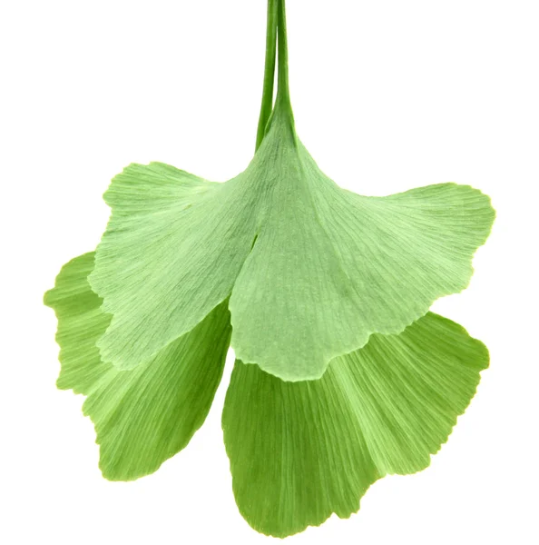 Hojas de ginkgo biloba verde aisladas sobre fondo blanco — Foto de Stock