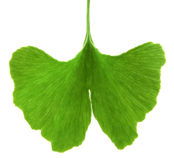Folhas verdes de ginkgo biloba isoladas sobre fundo branco — Fotografia de Stock