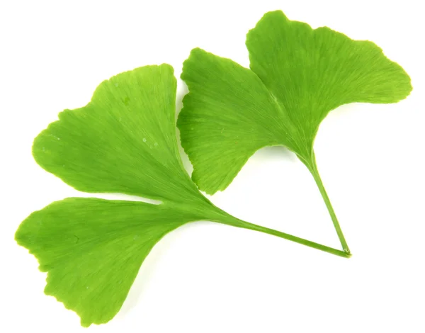 Folhas verdes de ginkgo biloba isoladas sobre fundo branco — Fotografia de Stock