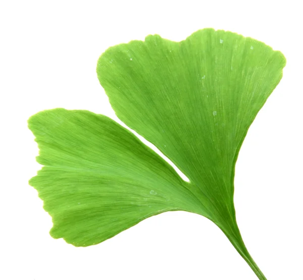 Folhas verdes de ginkgo biloba isoladas sobre fundo branco — Fotografia de Stock