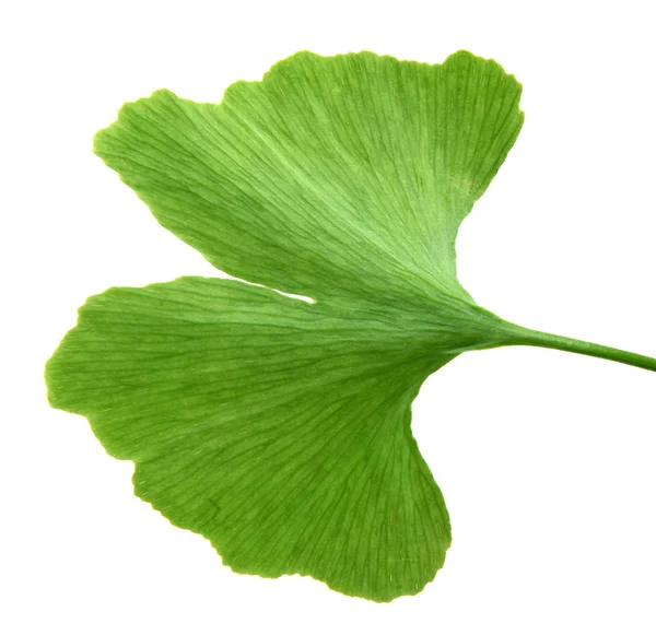 Folhas verdes de ginkgo biloba isoladas sobre fundo branco — Fotografia de Stock