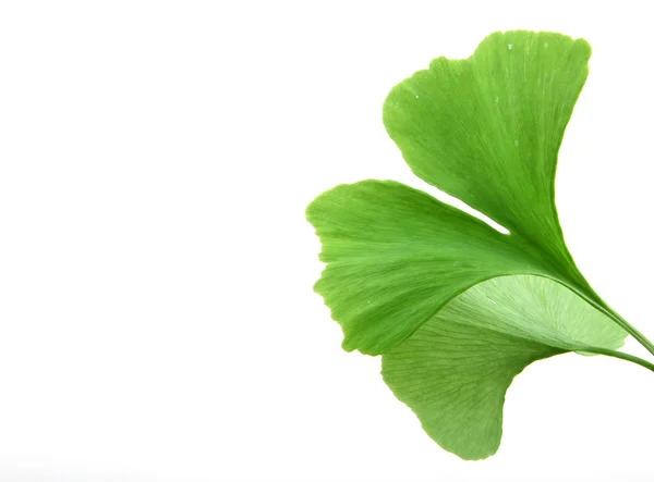 Hojas de ginkgo biloba verde aisladas sobre fondo blanco —  Fotos de Stock