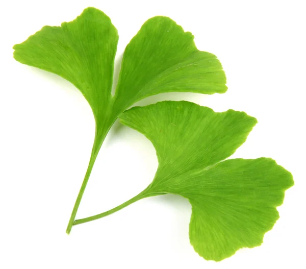 Grüne Ginkgo-Biloba-Blätter isoliert auf weißem Hintergrund — Stockfoto