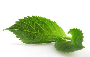 Beyaz arkaplanda yeşil yaprak