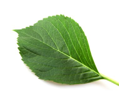 Beyaz arkaplanda yeşil yaprak