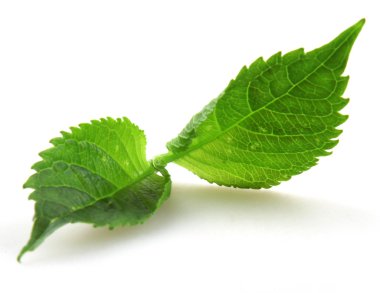 Beyaz arkaplanda yeşil yaprak