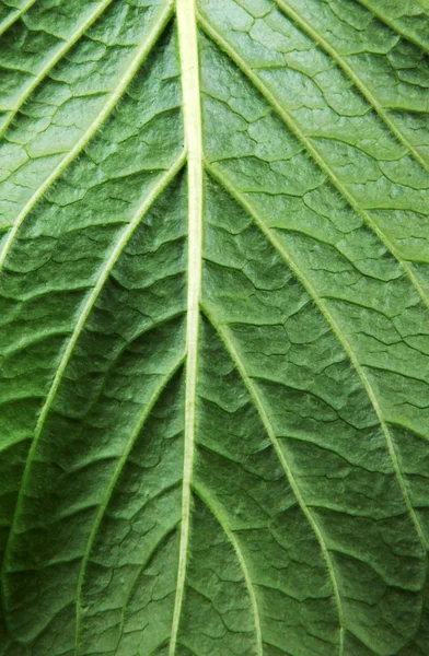 Folha verde sobre um fundo branco — Fotografia de Stock