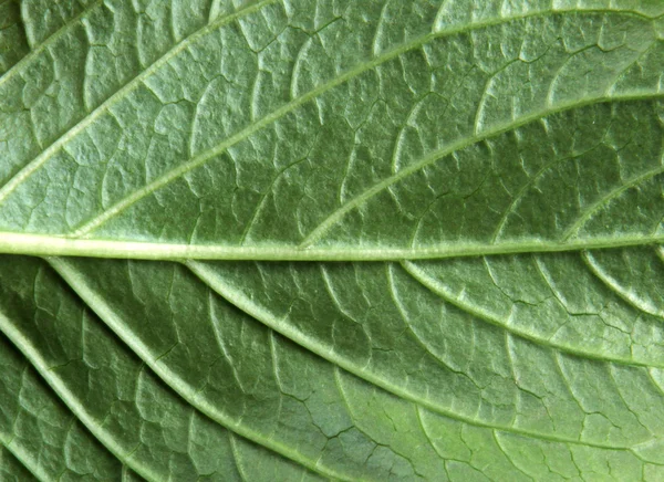 Grönt blad på en vit bakgrund — Stockfoto