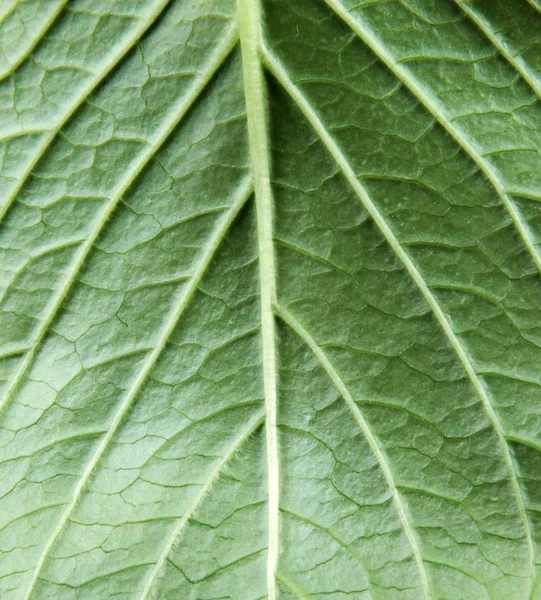 Grönt blad på en vit bakgrund — Stockfoto